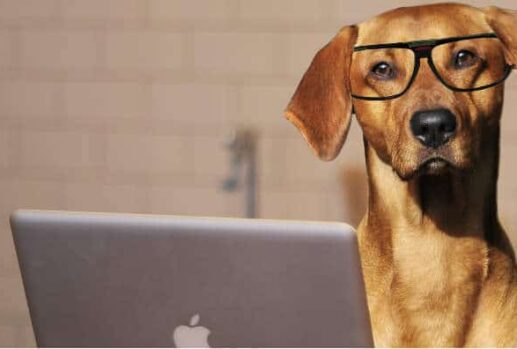 dog with glasses at a laptop