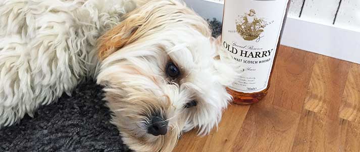 Harry the dog next to a bottle of whisky