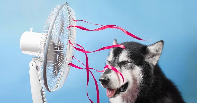 dog next to desk fan