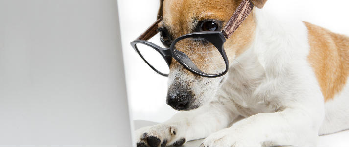 dog wearing glasses typing on laptop